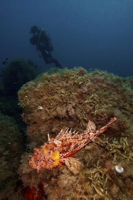 Framed Print : A diver approaches a scorpionfish Framed Print : A diver approaches a scorpionfish