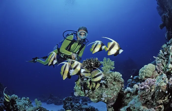 Framed Print : Diver and bannerfish, Red Sea bannerfish