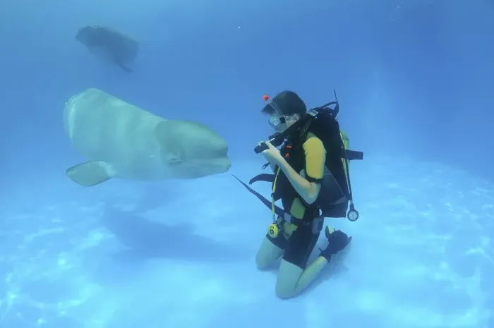 Framed Print : Diver and Beluga, White whale (Delphinapterus leucas)