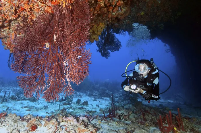 Framed Print : Diver and Caribbean common sea fan (Gorgonia ventalina) Framed Print : Diver and Caribbean common sea fan (Gorgonia ventalina)