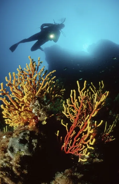 Framed Print : Diver over Chameleon Sea Fan, Mediterranean Sea  /  (Paramuricea clavata)