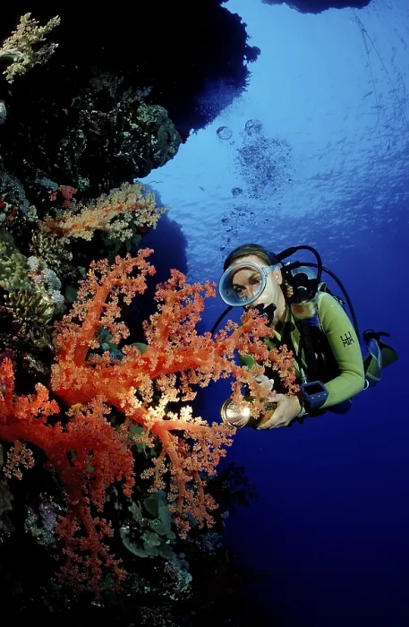 Framed Print : Diver and colourful coral reef