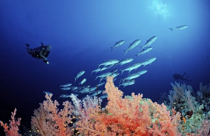 Framed Print : Diver and coral reef, Acropora divaricata