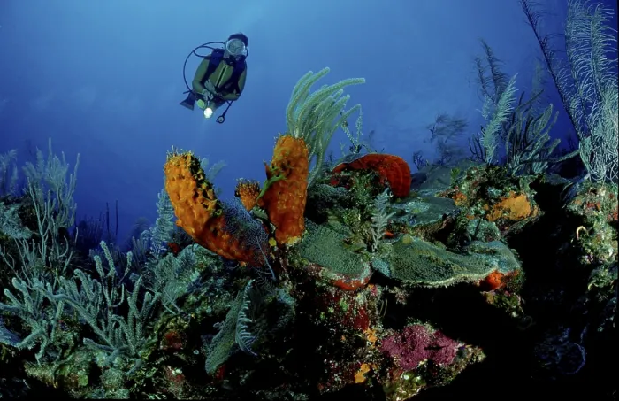 Framed Print : Diver at coral reef, Carribean Sea