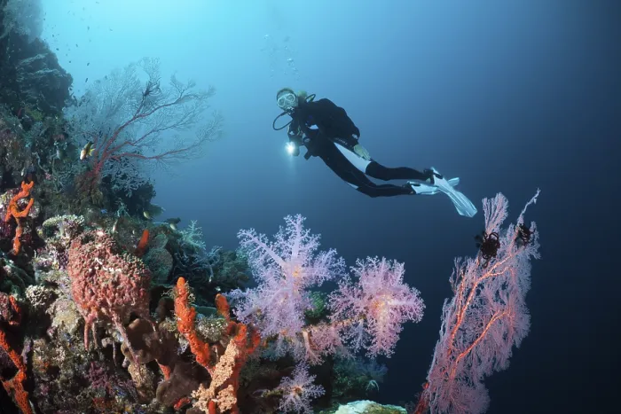 Framed Print : Diver on coral reef, Cenderawasih Bay Framed Print : Diver on coral reef, Cenderawasih Bay