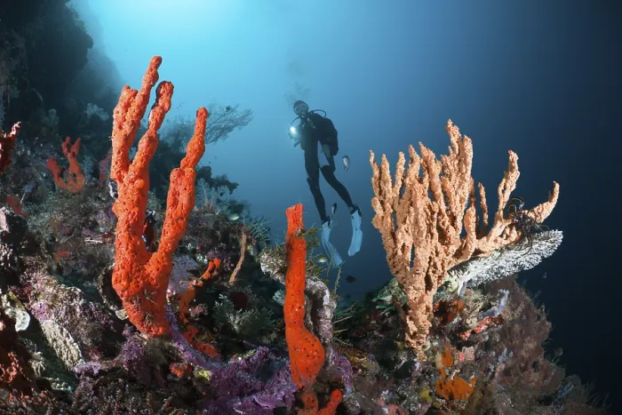 Framed Print : Diver on coral reef, Cenderawasih Bay