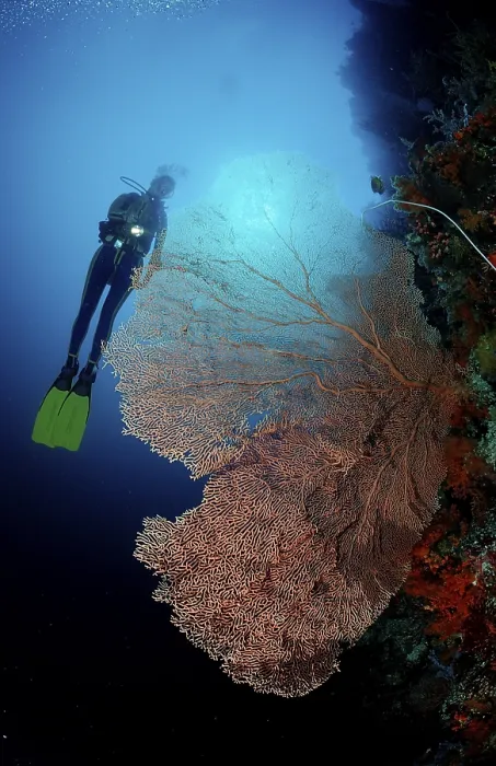 Framed Print : Diver and coral reef, Indonesia