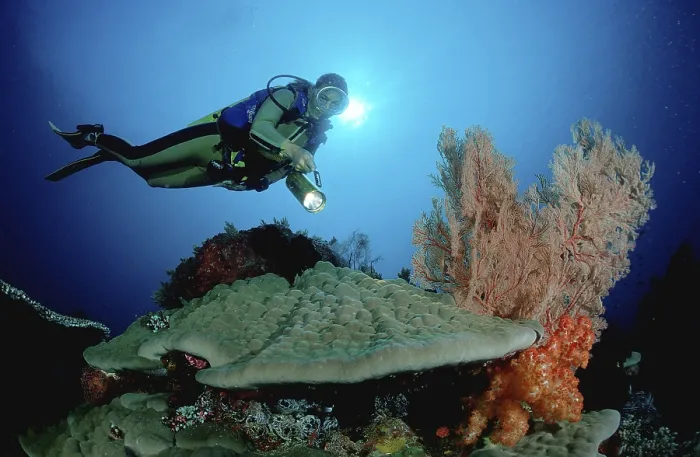 Framed Print : Diver at coral reef, Komodo national park