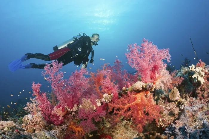 Framed Print : Diver over coral reef, Red Sea