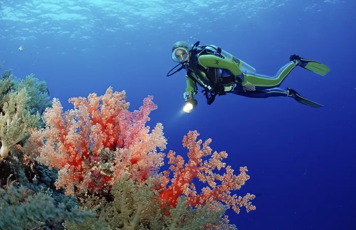 Framed Print : Diver and coral reef with red soft corals Framed Print : Diver and coral reef with red soft corals