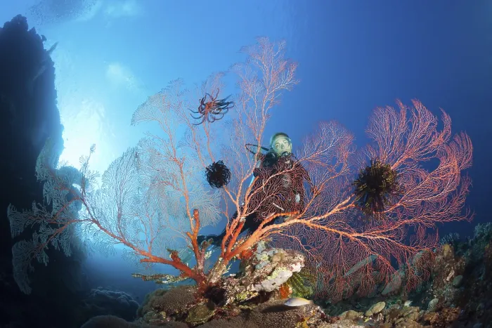 Framed Print : Diver on a coral reef, Russell Islands