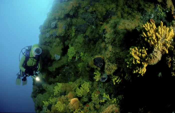 Framed Print : Diver at coral reef, steep coast Framed Print : Diver at coral reef, steep coast