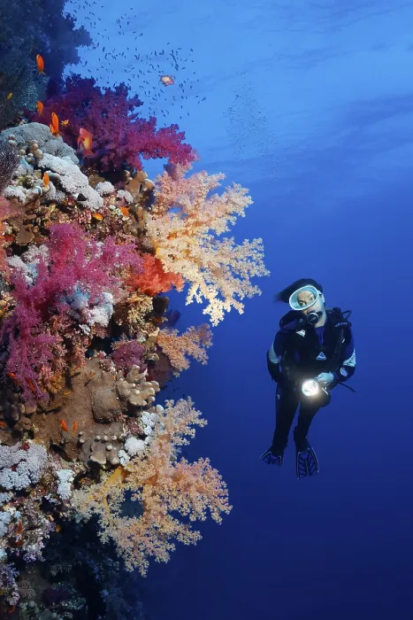 Framed Print : Diver on coral reef wall looking at multicoloured klunzinger's soft coral (Dendronephthya klunzingeri) Framed Print : Diver on coral reef wall looking at multicoloured klunzinger's soft coral (Dendronephthya klunzingeri)