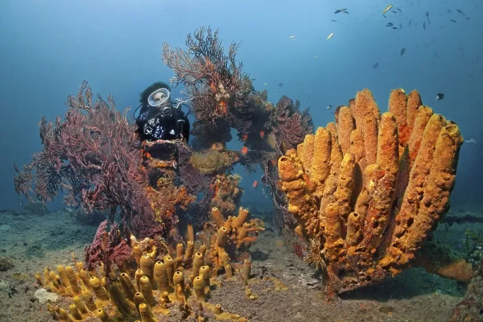 Framed Print : Diver on the deck of the wreck 'Lesleen M' that his encrusted with corals and sponges