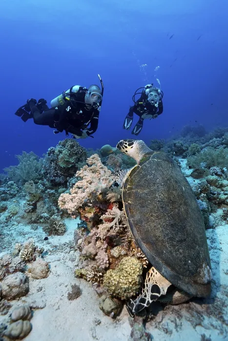 Framed Print : Diver, diving, two, looking at green turtle (Chelonia mydas) eating