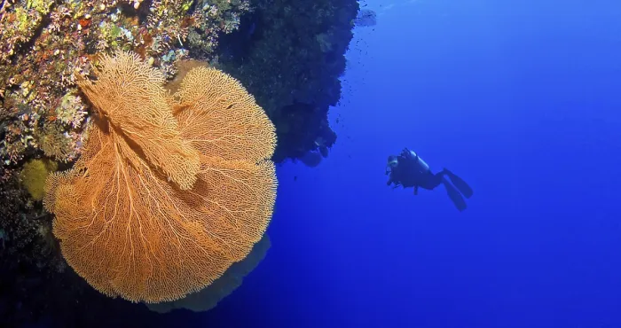 Framed Print : A diver explores a large coral reef in deep blue water Framed Print : A diver explores a large coral reef in deep blue water