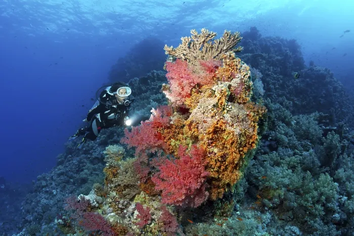 Framed Print : Diver looking at coral block on coral reef Framed Print : Diver looking at coral block on coral reef