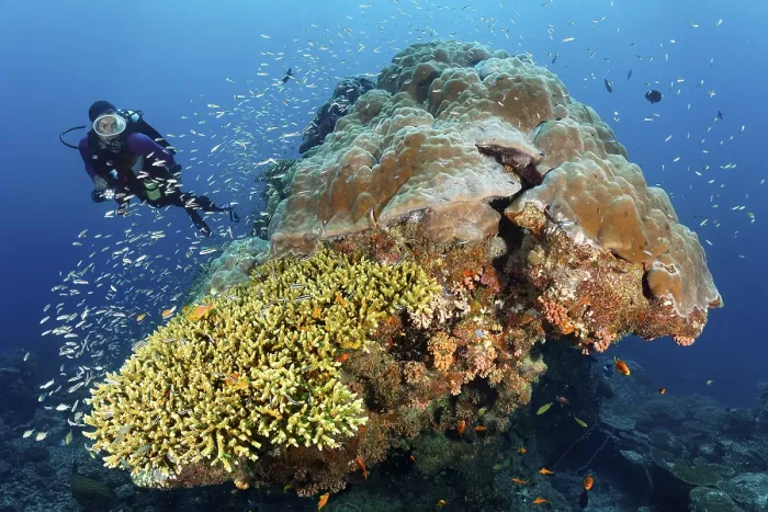 Framed Print : Diver looking at coral block with fish warm Blue coral (Leptojulis cyanopleura)
