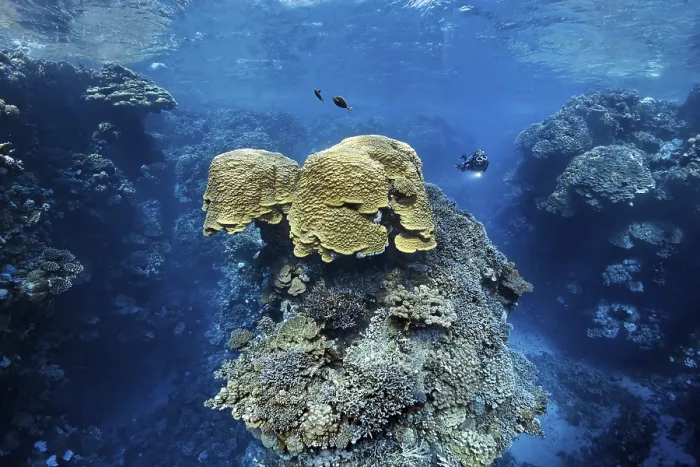 Framed Print : Diver looking at dome coral (Porites nodifera) in spectacular