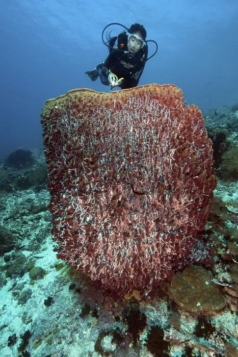 Framed Print : Diver looking at illuminated giant barrel sponge (Xestospongia muta) vase sponge