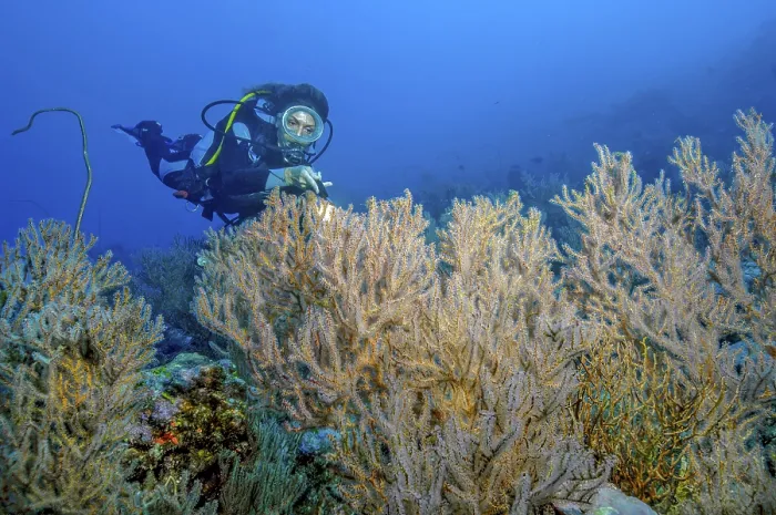Framed Print : Diver looking at illuminated horn coral gorgonian (Menella)