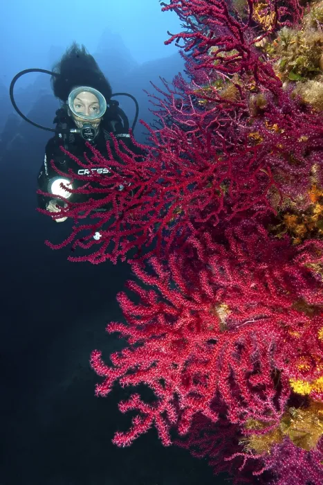 Framed Print : Diver looking at illuminated red gorgonian Framed Print : Diver looking at illuminated red gorgonian