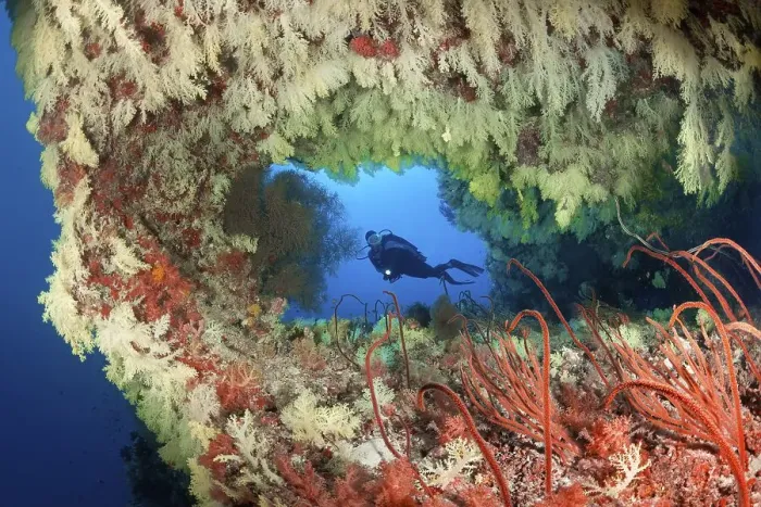 Framed Print : Diver looks at coral reef, breakthrough densely overgrown with Soft corals (Alcyonacea)