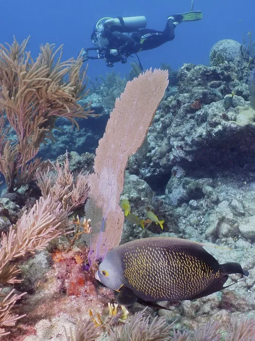 Framed Print : A diver observes a fish, French angelfish (Pomacanthus paru)