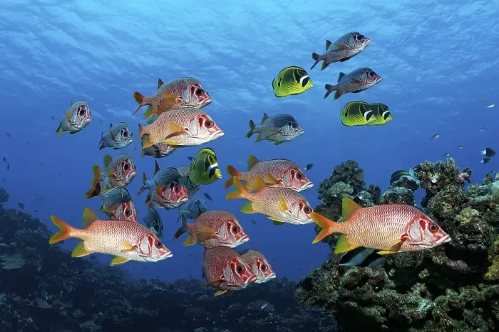Framed Print : Diver observes swarm Sabre squirrelfish (Sargocentron spiniferum) Framed Print : Diver observes swarm Sabre squirrelfish (Sargocentron spiniferum)