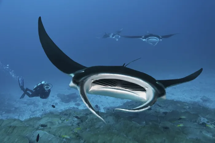 Framed Print : Diver observing reef manta ray (Manta alfredi) Framed Print : Diver observing reef manta ray (Manta alfredi)