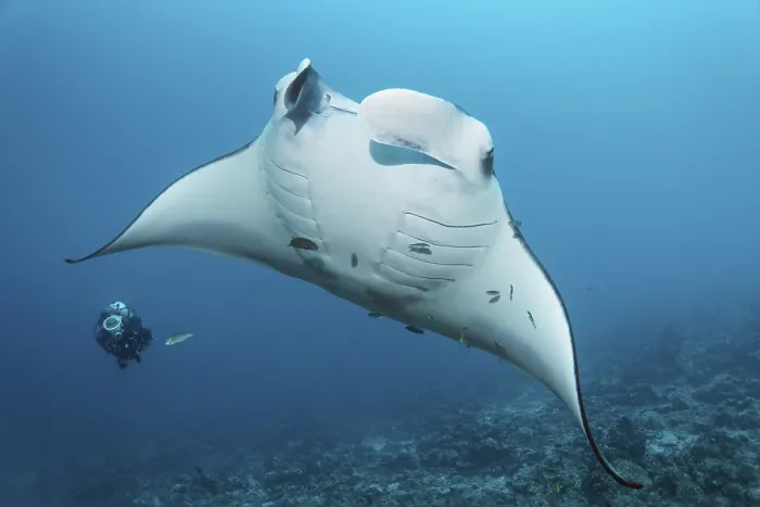 Framed Print : Diver observing reef manta ray (Manta alfredi)