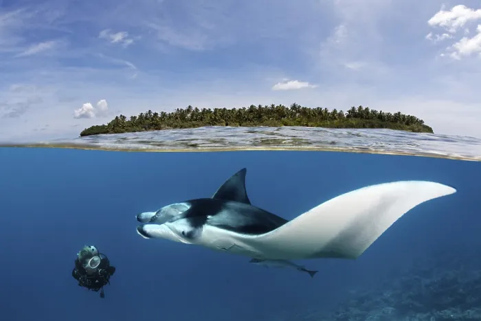 Framed Print : Diver observing reef manta ray (Manta alfredi) over coral reef Framed Print : Diver observing reef manta ray (Manta alfredi) over coral reef