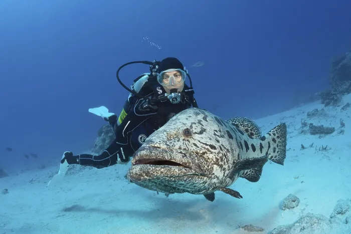 Framed Print : Diver and potato grouper, Epinephelus tukula Framed Print : Diver and potato grouper, Epinephelus tukula