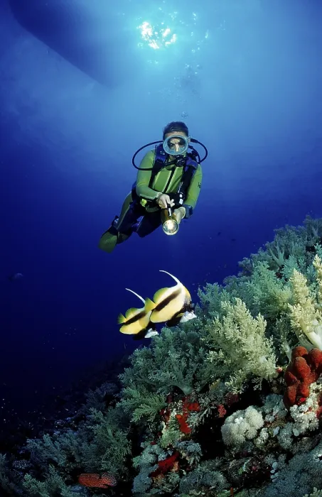 Framed Print : Diver and Red Sea bannerfish, Heniochus intermedius