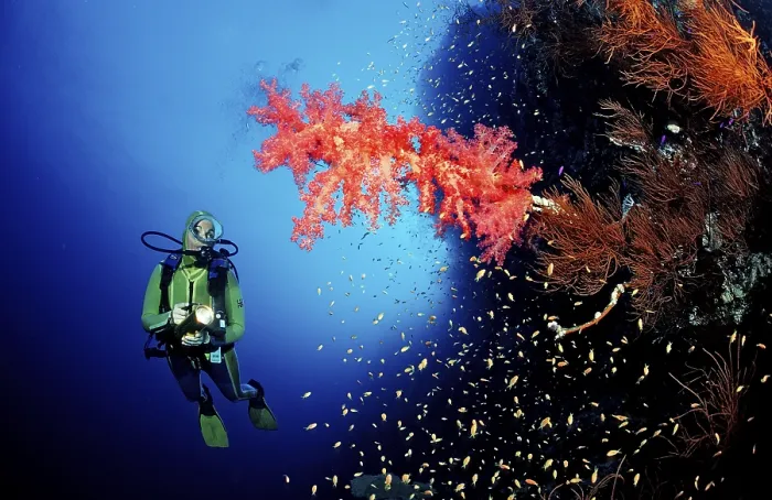 Framed Print : Diver and red soft corals, Acropora divaricata Framed Print : Diver and red soft corals, Acropora divaricata