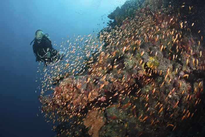Framed Print : Diver on the reef, Felidhu Atoll, Maldives Framed Print : Diver on the reef, Felidhu Atoll, Maldives
