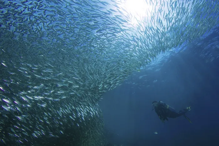 Framed Print : Diver next to school of sardines (Sardinops sagax) Framed Print : Diver next to school of sardines (Sardinops sagax)
