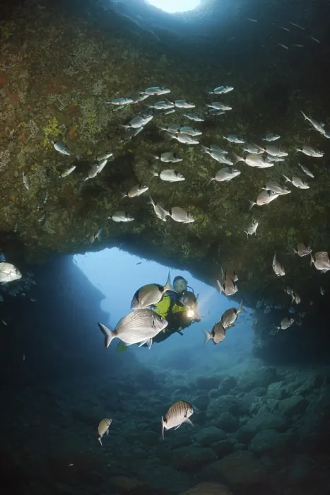 Framed Print : Diver and sea bream in cave, Diplodus vulgaris