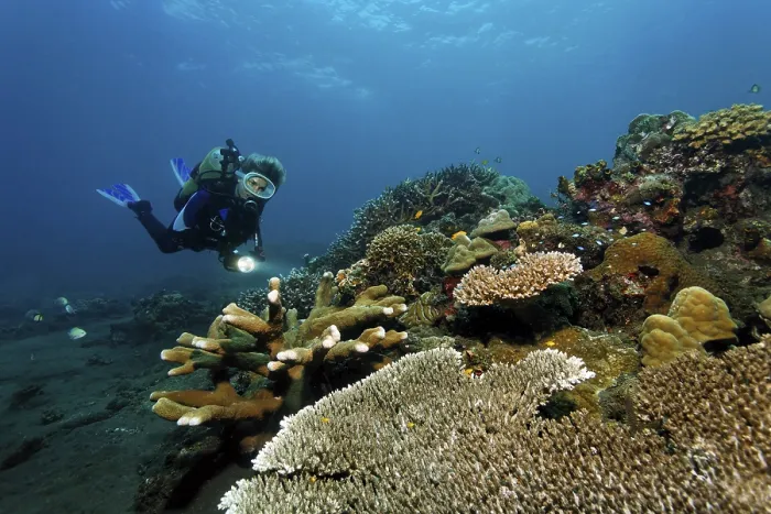 Framed Print : Diver with torch looking at a coral reef with different kinds of stone corals Framed Print : Diver with torch looking at a coral reef with different kinds of stone corals