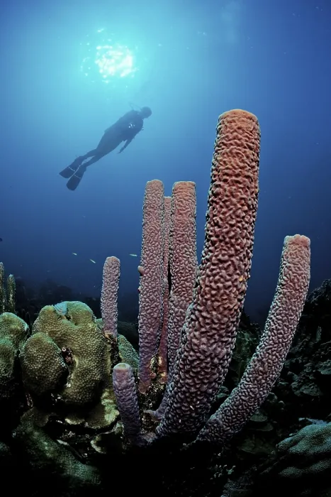 Framed Print : Diver and tube sponge, British Virgin Islands Framed Print : Diver and tube sponge, British Virgin Islands