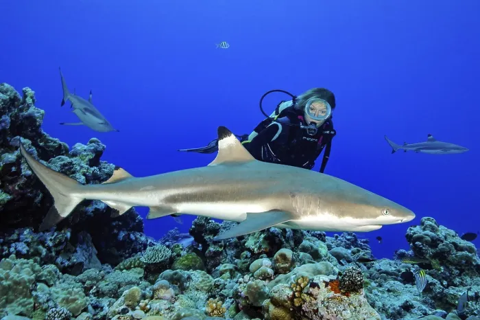 Framed Print : Diver watching blacktip reef shark (Carcharhinus melanopterus)