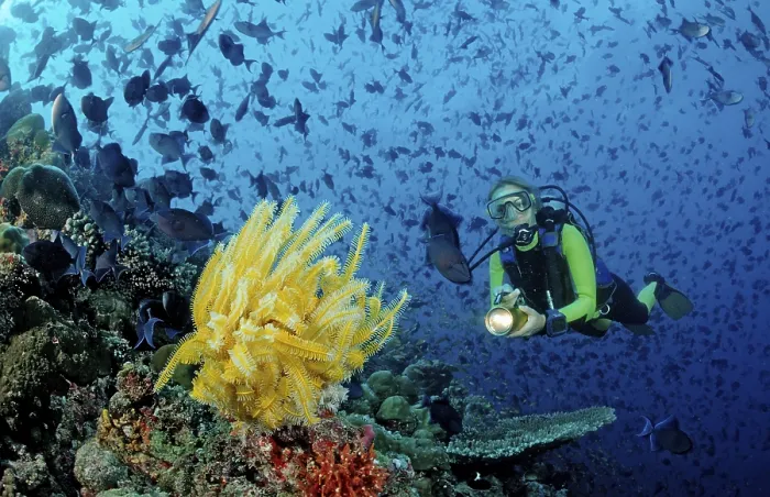 Framed Print : Diver and Yellow Feather Star and Red Tooth Triggerfish