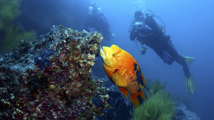 Framed Print : Two divers explore a coral reef next to a glowing orange fish