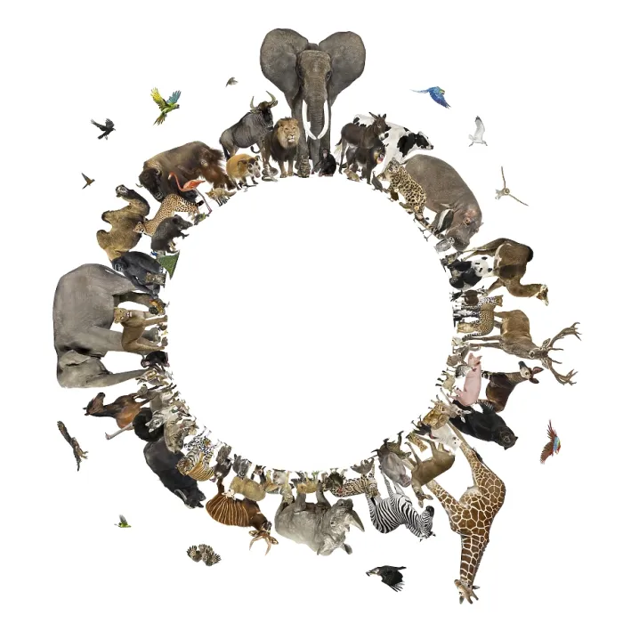 Framed Print : Diverse animal species forming a circle Framed Print : Diverse animal species forming a circle