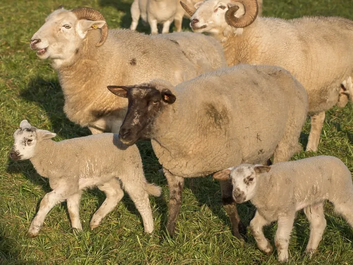 Framed Print : A diverse flock of sheep, including lambs Framed Print : A diverse flock of sheep, including lambs