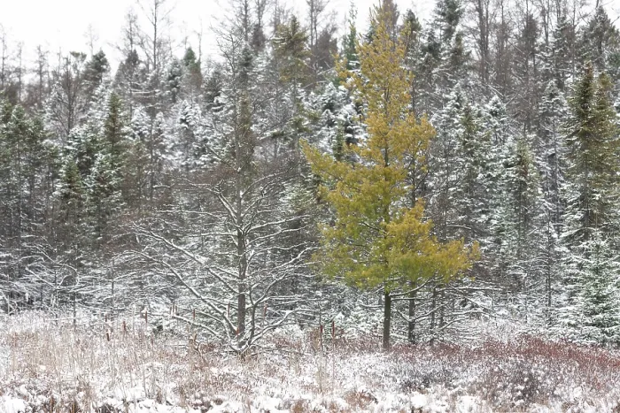 Framed Print : Diverse forest with a vibrant yellow pine amid snow-covered trees in London