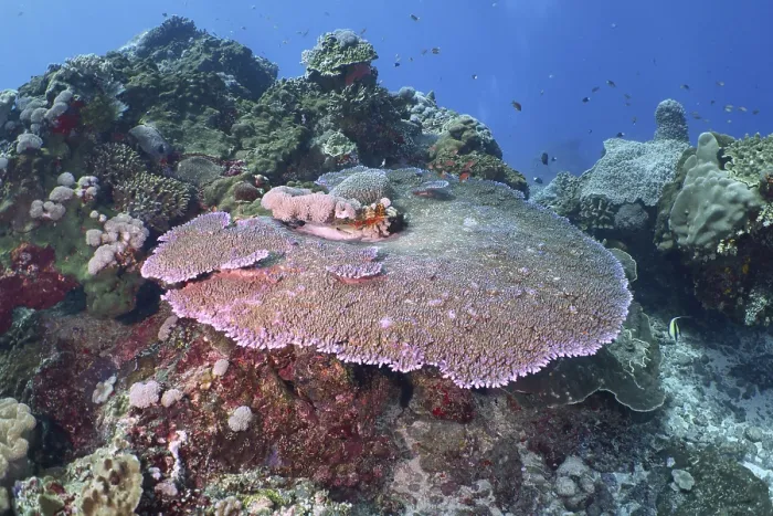 Framed Print : Diverse underwater reef with table coral (Acropora hyacinthus)