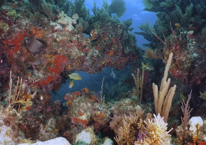 Framed Print : Diverse underwater world with colourful fish and corals