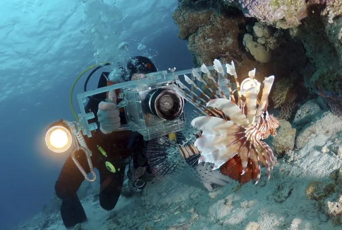 Framed Print : Diving cameraman and Red lionfish (Pterois volitans)