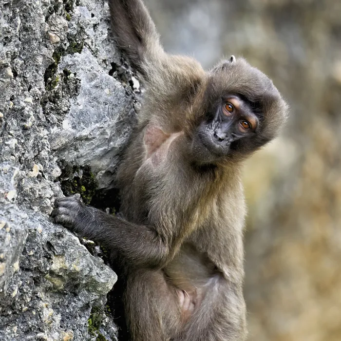Framed Print : Djelada or blood-breasted baboon (Theropithecus gelada)